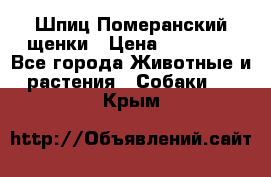 Шпиц Померанский щенки › Цена ­ 25 000 - Все города Животные и растения » Собаки   . Крым